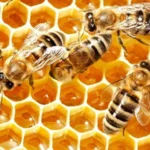 Los secretos químicos de la miel que la hacen perdurable y resistente a las bacterias